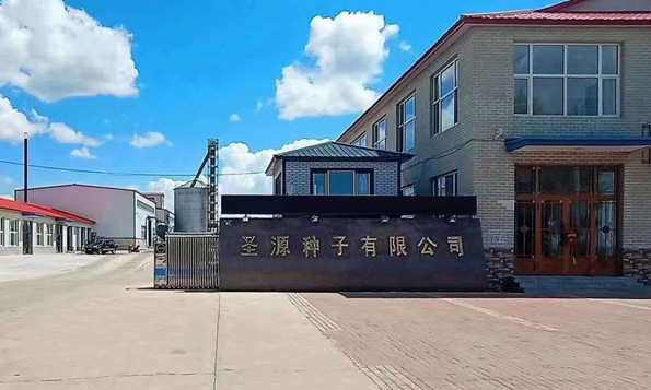 黑河小麦种子