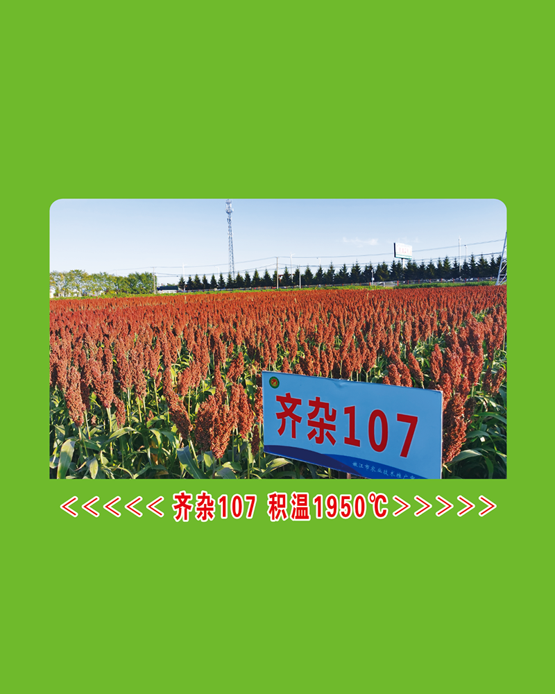 齐杂107