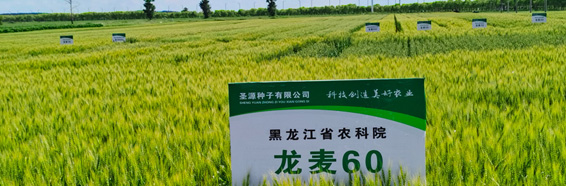龙麦种子