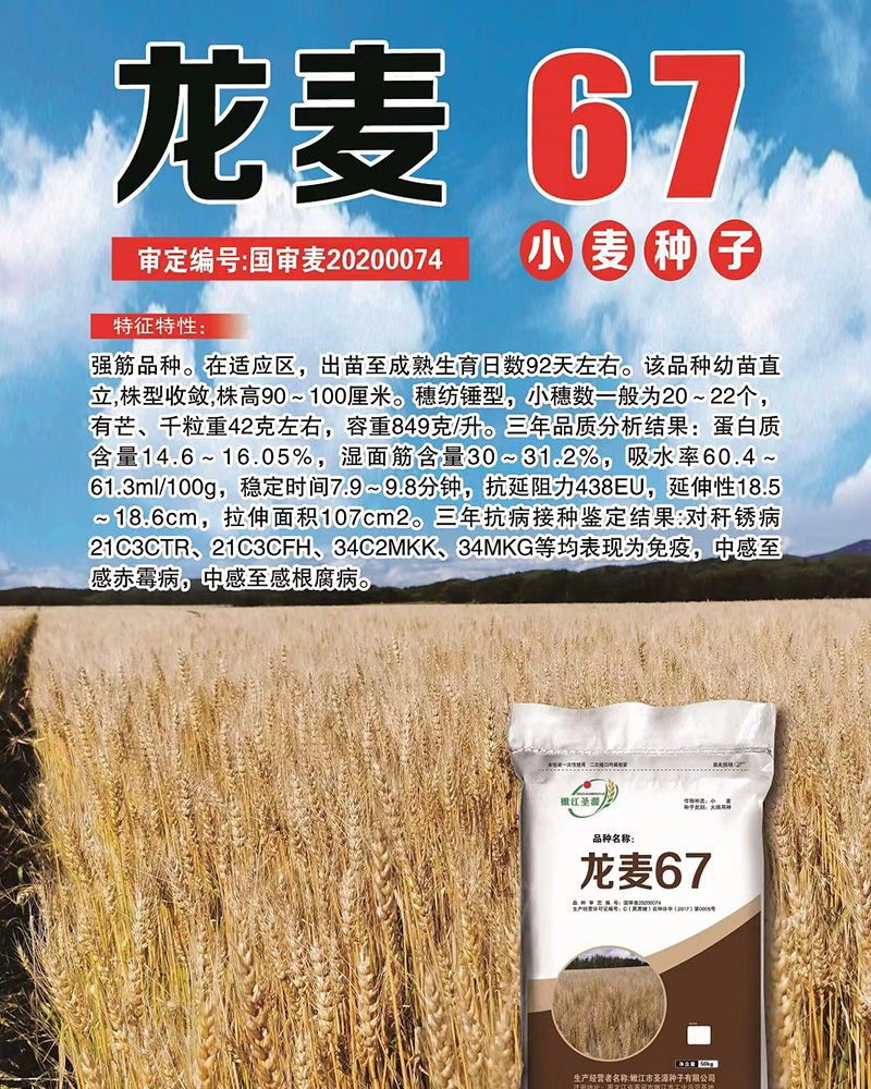 小麦种子