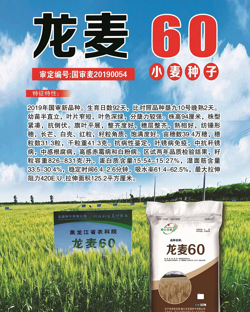 黑河小麦种子