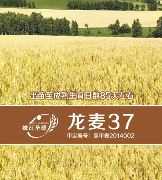 龙麦37