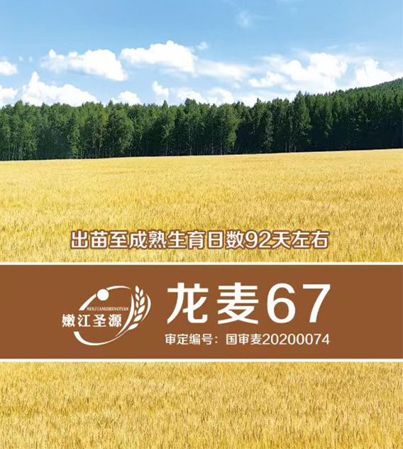 龙麦67