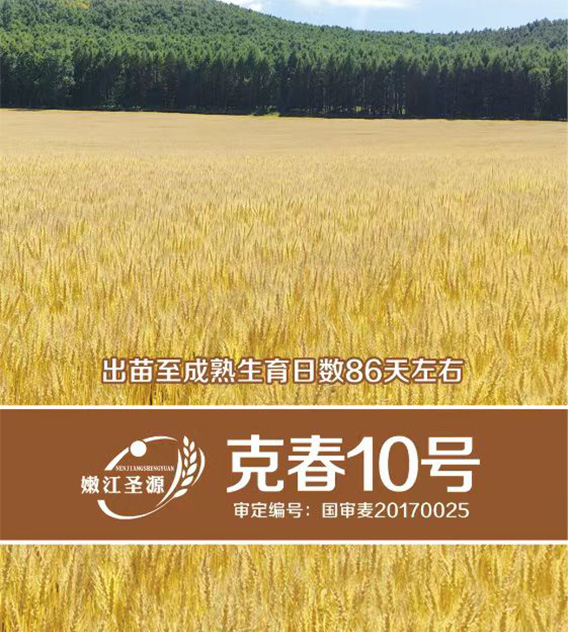 克春10号
