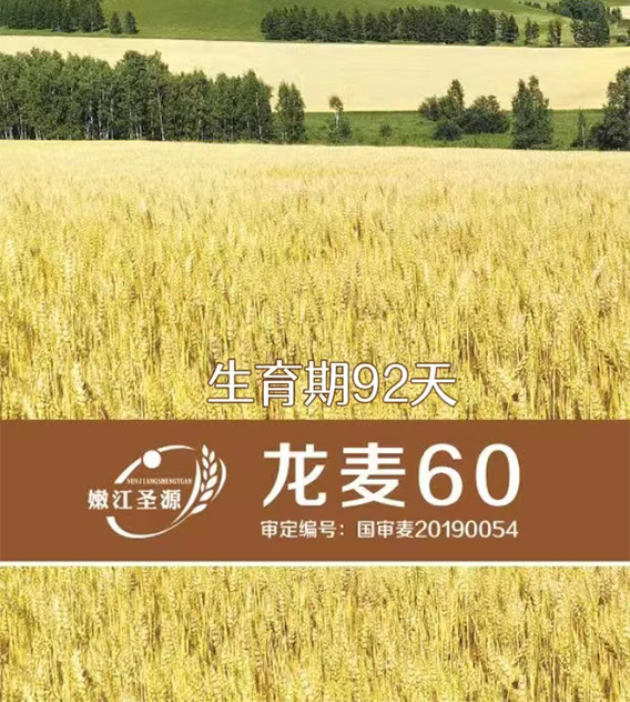龙麦60