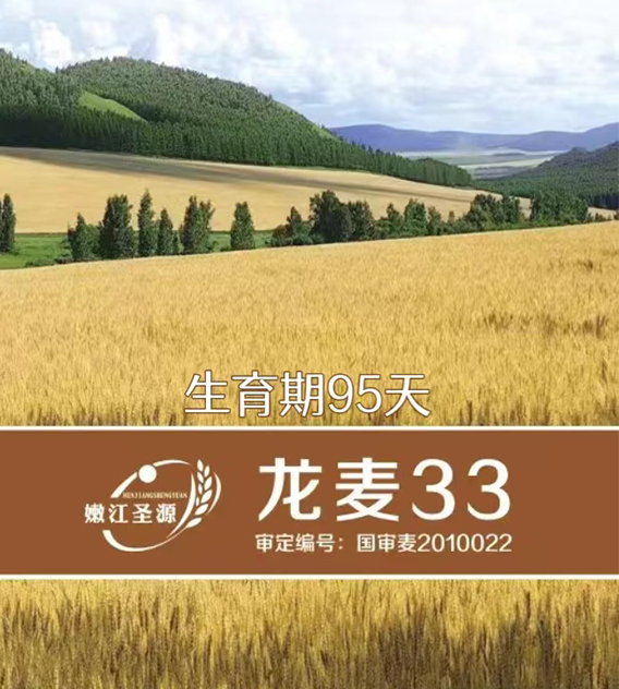 龙麦33