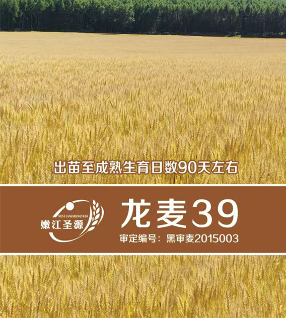 龙麦39