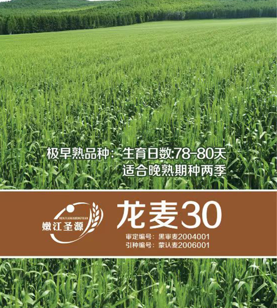 龙麦30