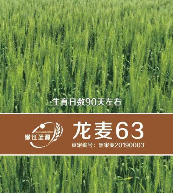 龙麦63