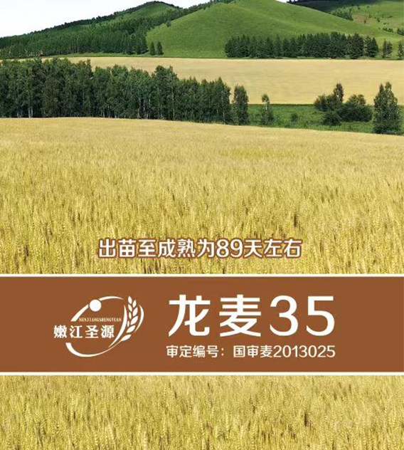 龙麦35