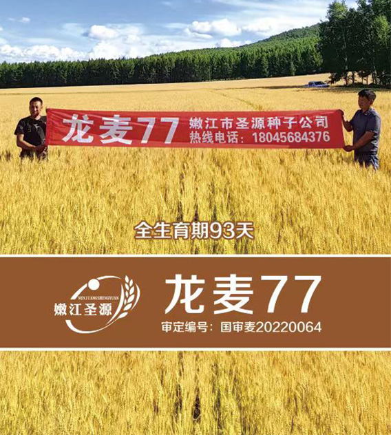 龙麦77