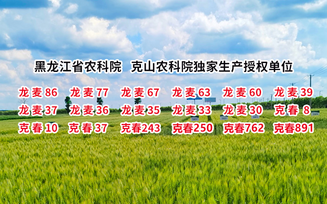 龙麦